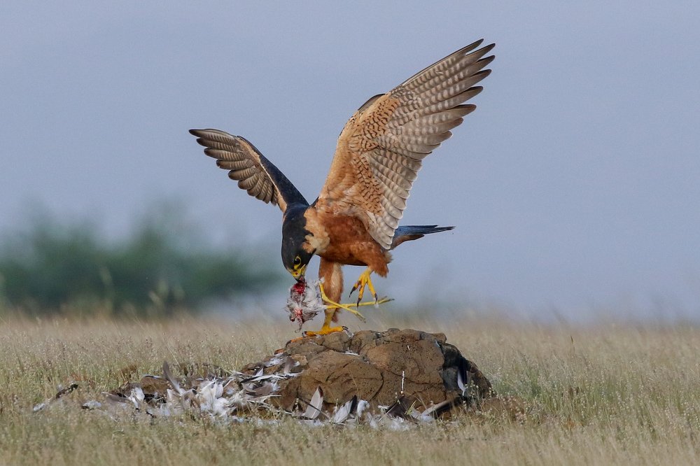 Shaheen falcon with kill