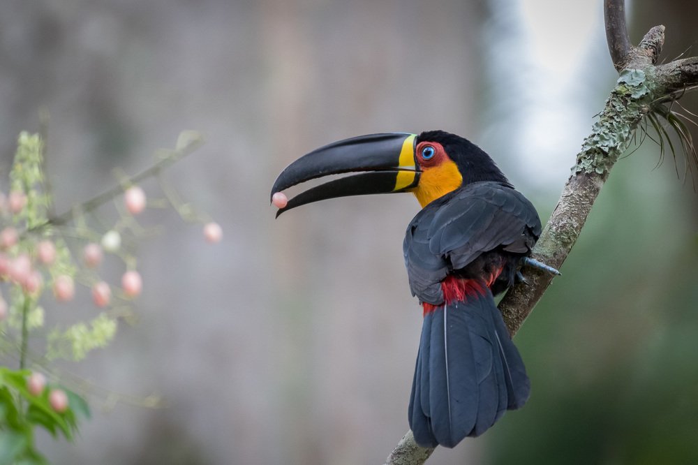 Tucano-de-bico-preto (Ramphastos vitellinus) Channel-billed Toucan