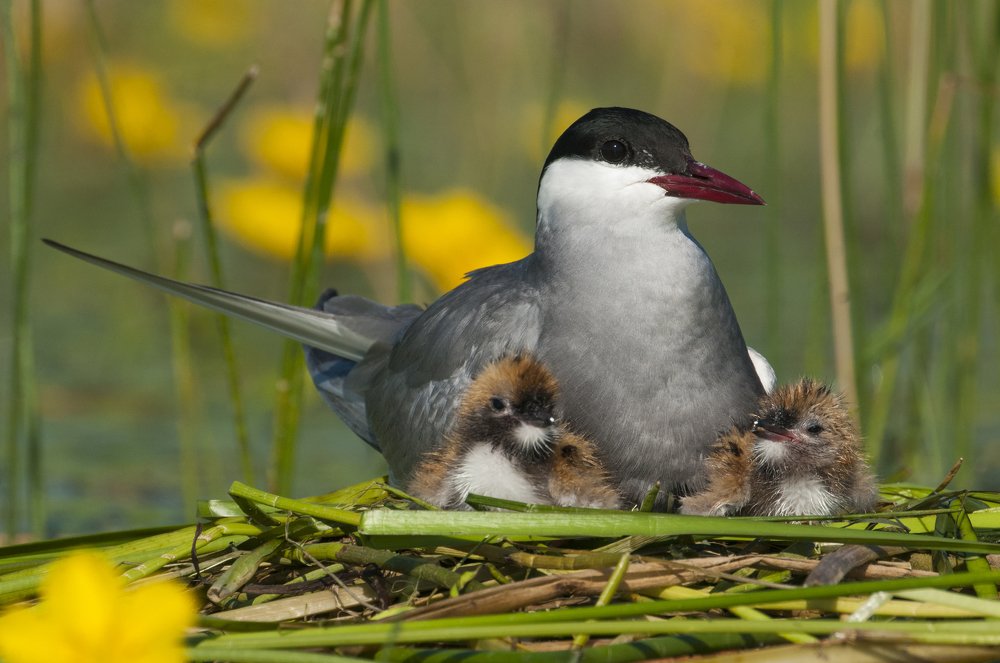 Tern on nest