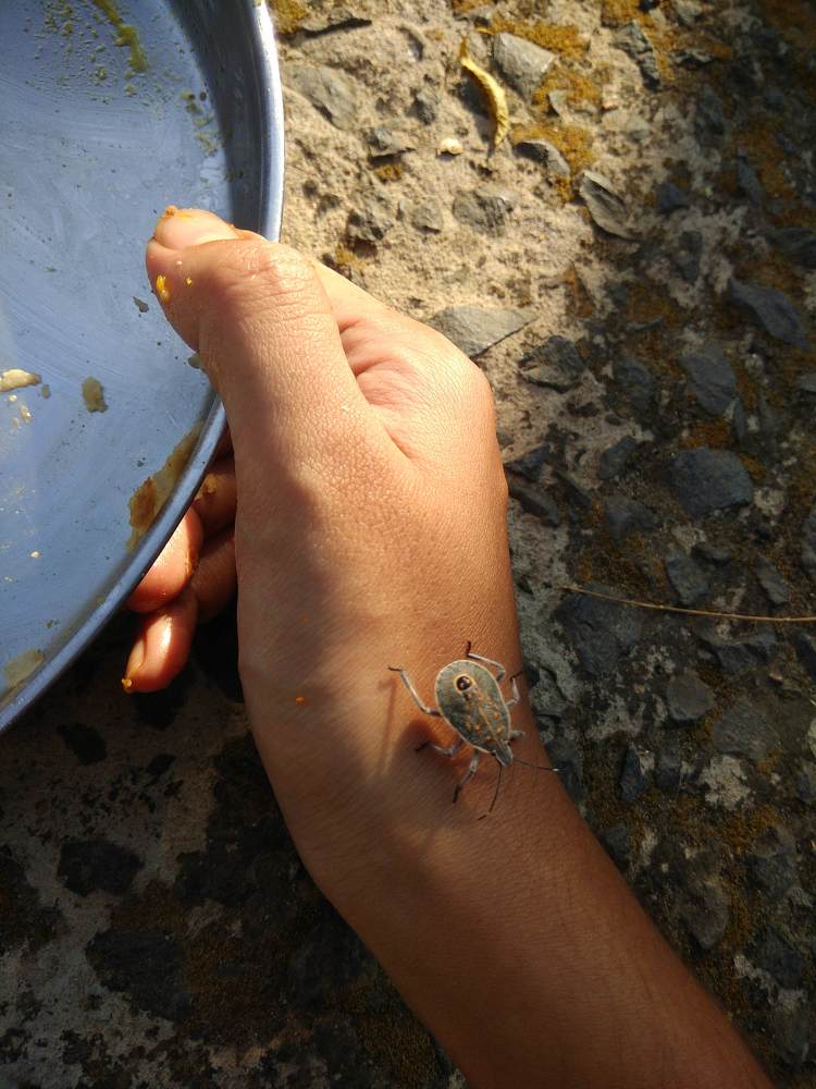 Insect