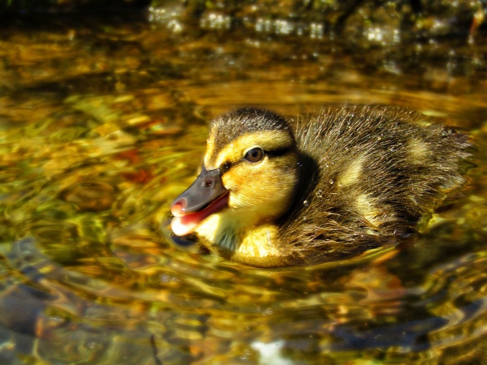 Fluffy little friends