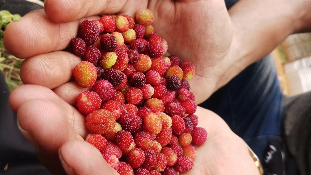 Wild berries...Gede kaafal