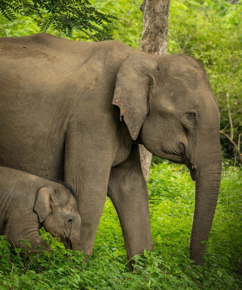 Mother's are always irreplaceable