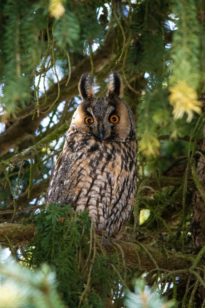 Long eared owl posing on pine tree