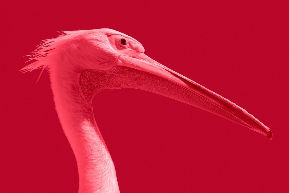 Pink Pelican