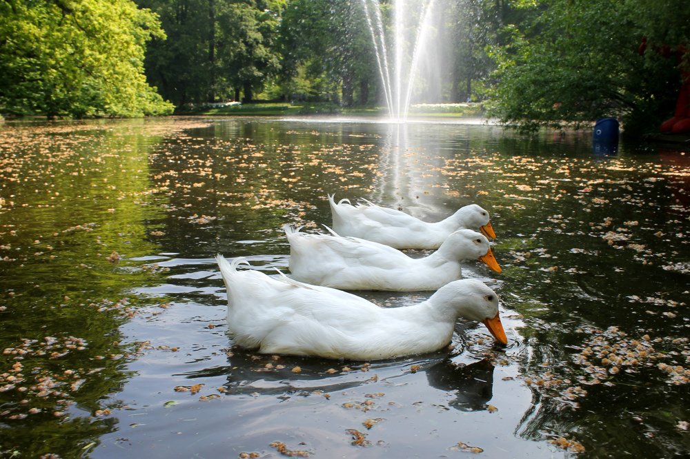 Photograph by Irina Radzinskaya