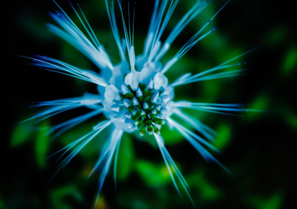 Playing the Focus on Amazing Flower