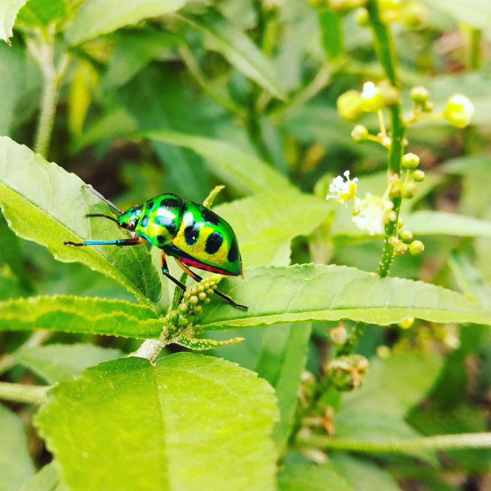 Bug