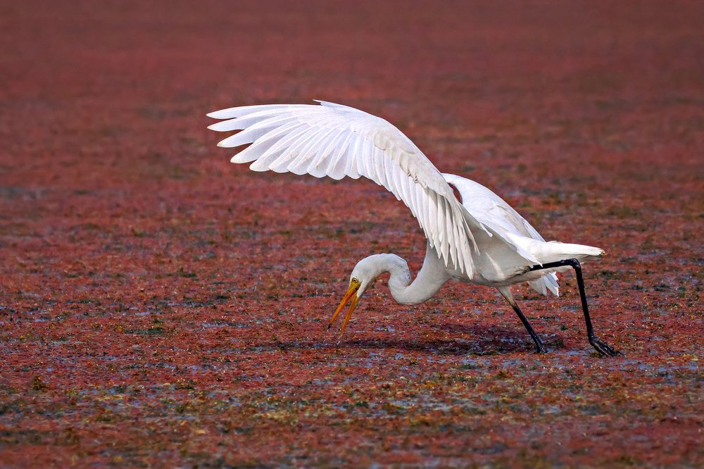 The Art of Balancing