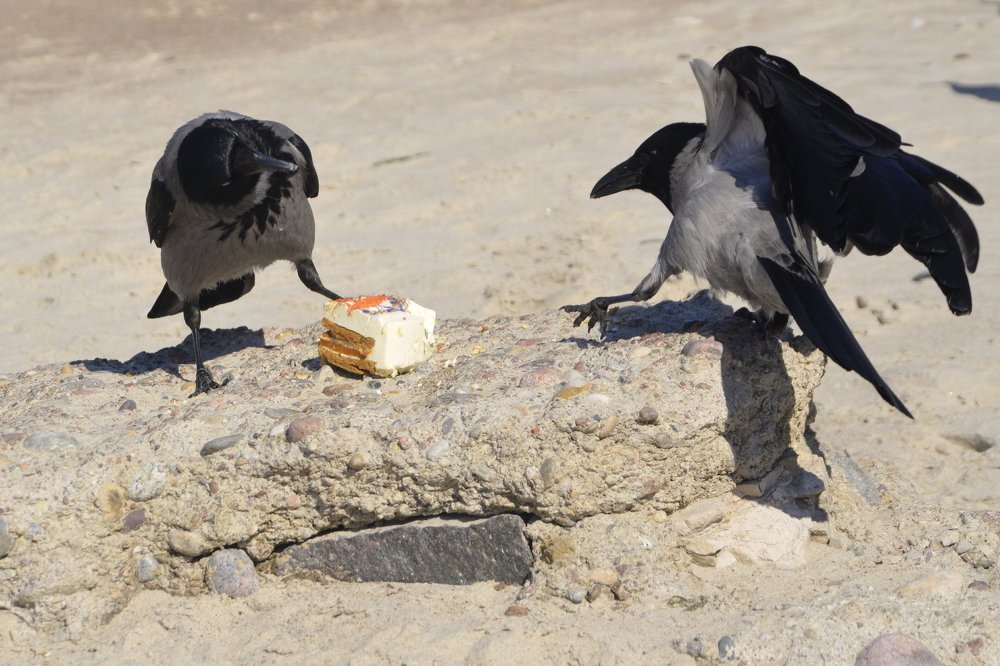 Ворона – удивительная птица.