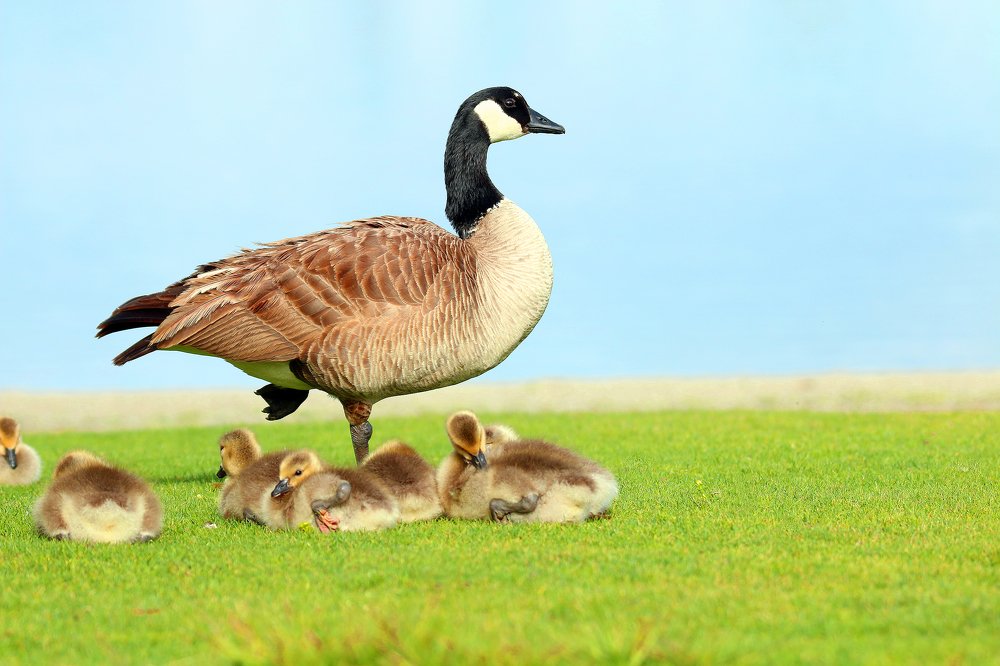 Canada goose with goslings