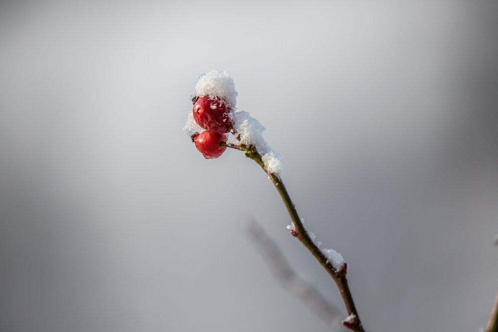 winter  fruit