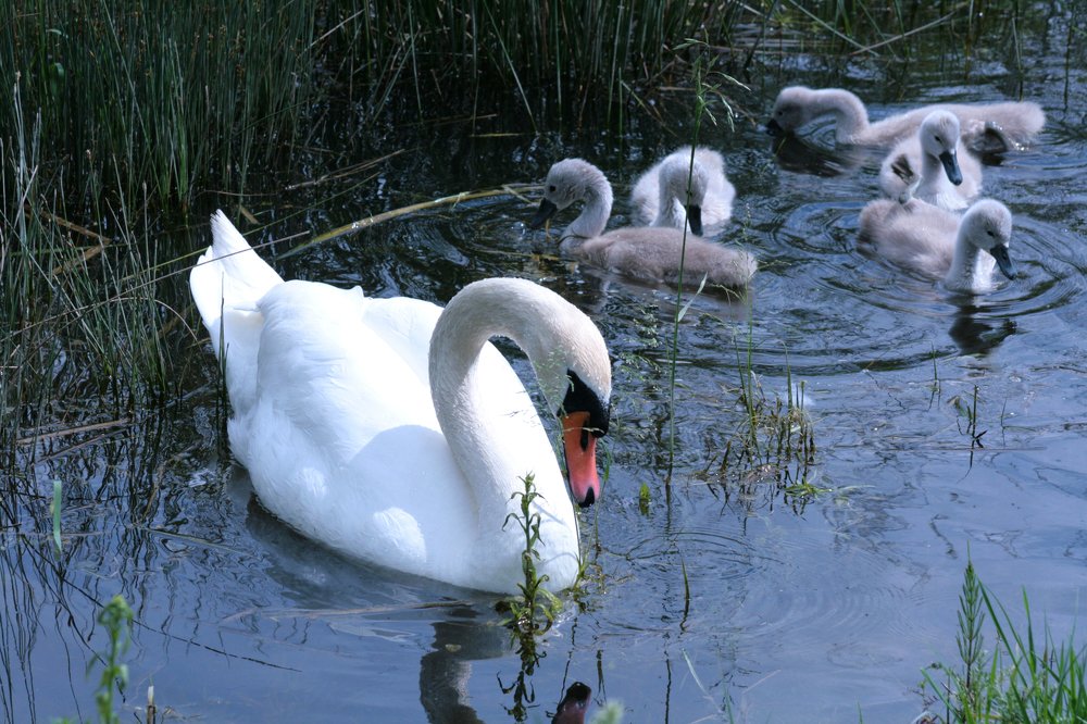 Photograph by Богдан Бигун