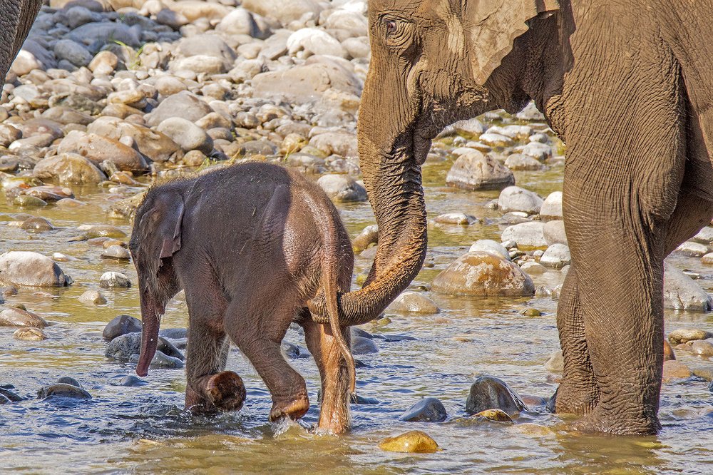 Mother Elephant Helping Her New Born Calf To walk