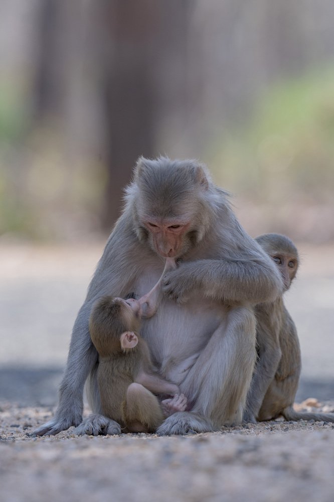 rufous makak monkey different behaviour