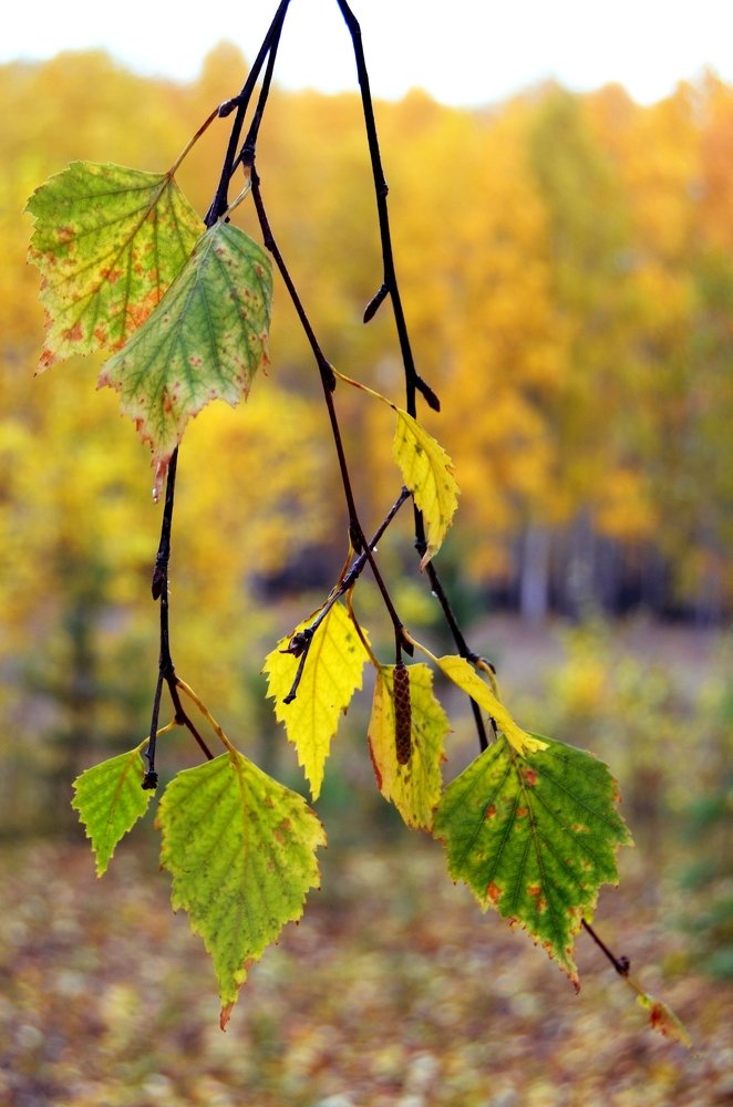 Photograph by Ольга Мокрова