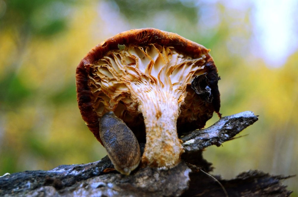 Photograph by Ольга Мокрова