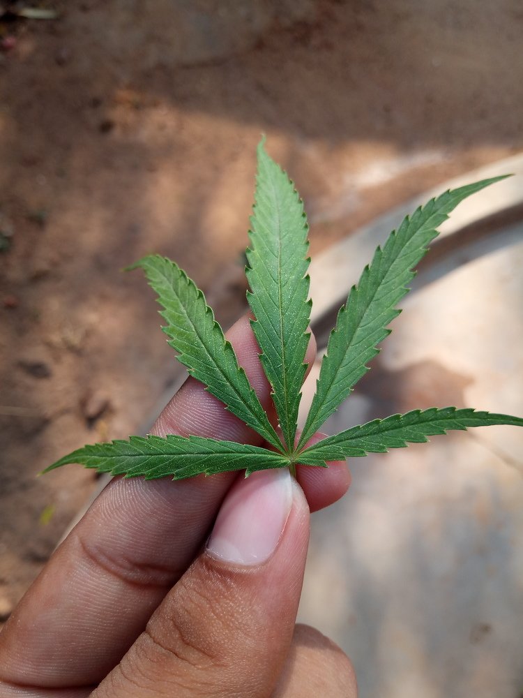 Simple Click . Device - Lenovo K8 Note