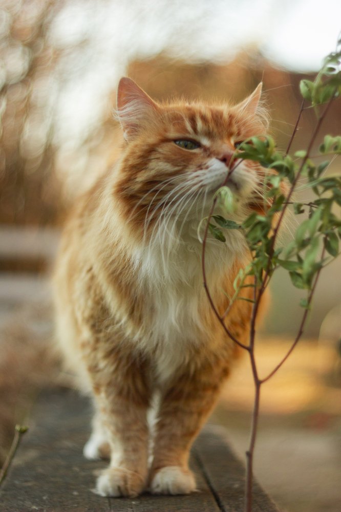 Фотография автора Зоя Малхова