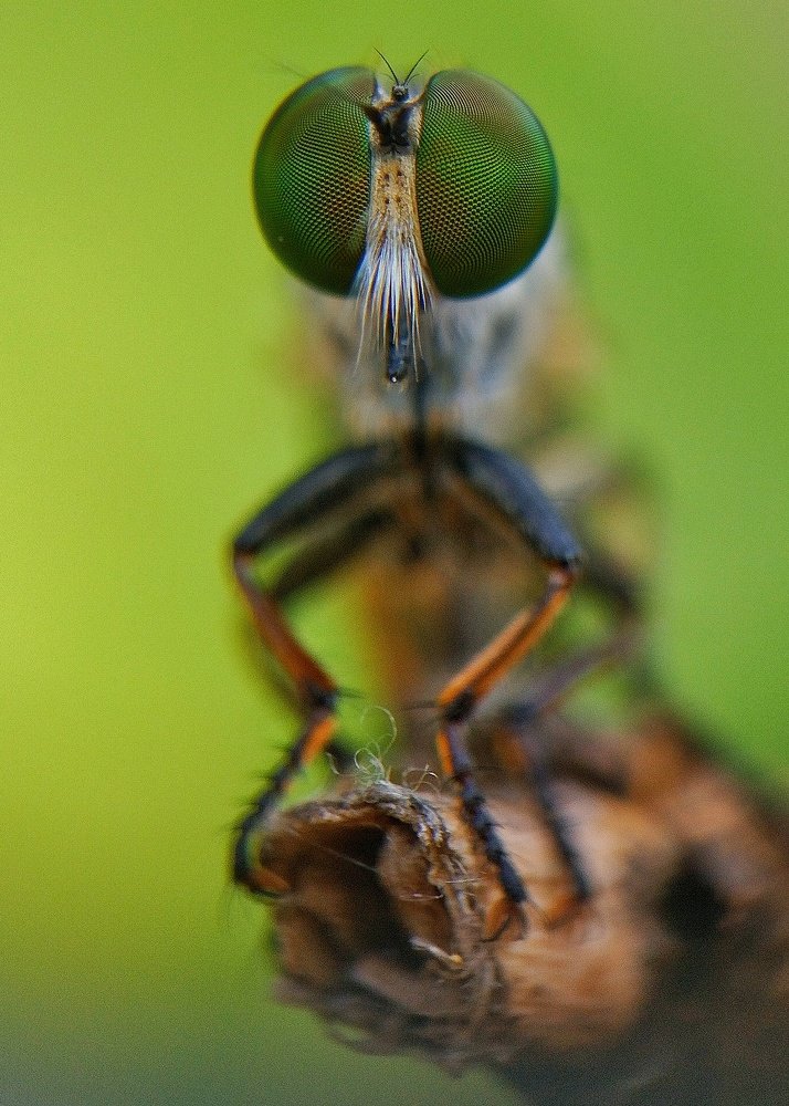 Macro