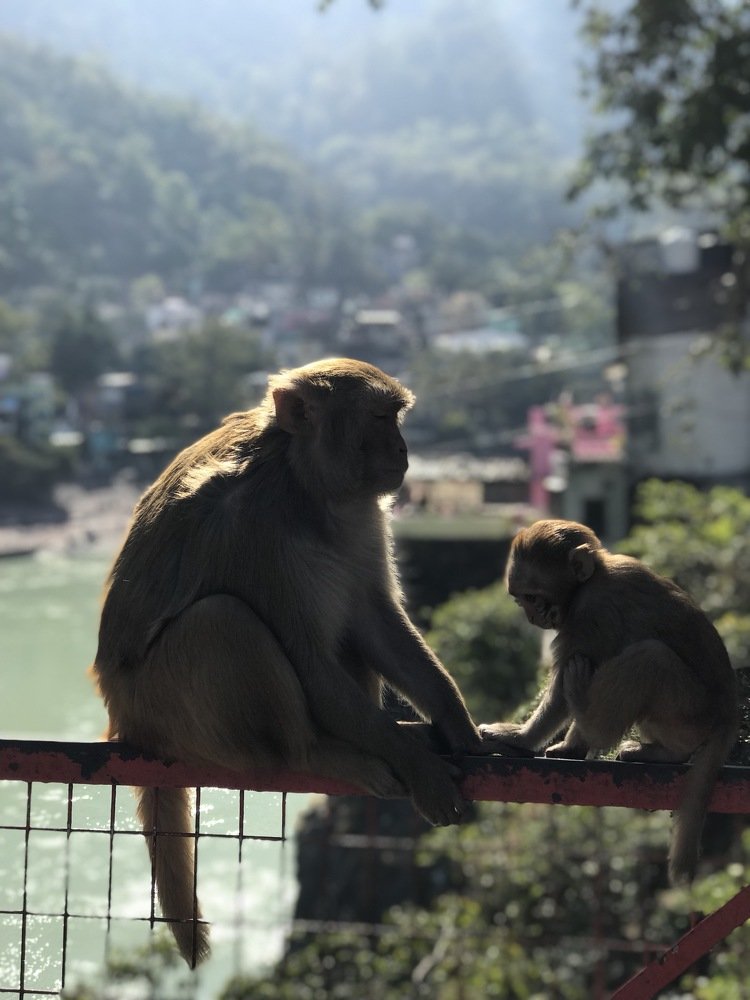 Monkeys at Rishikesh