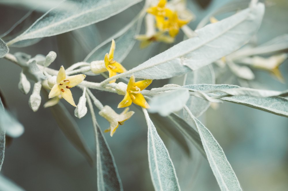 Sea-buckthorn blossom