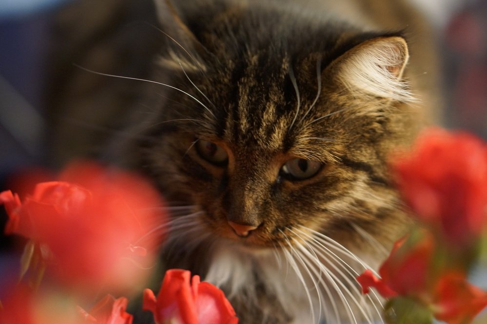 Photograph by Эльза Чанба