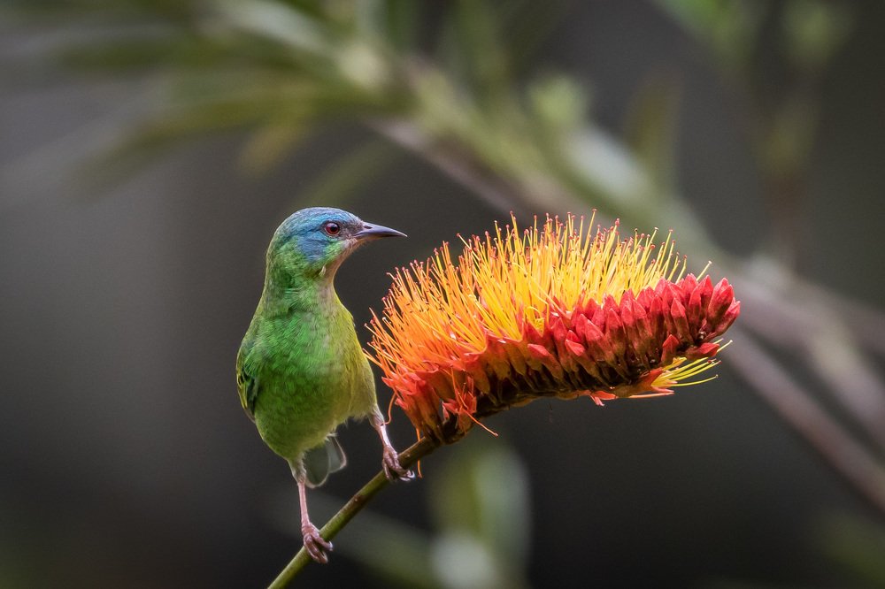 Saí-azul (Dacnis cayana) Blue Dacnis