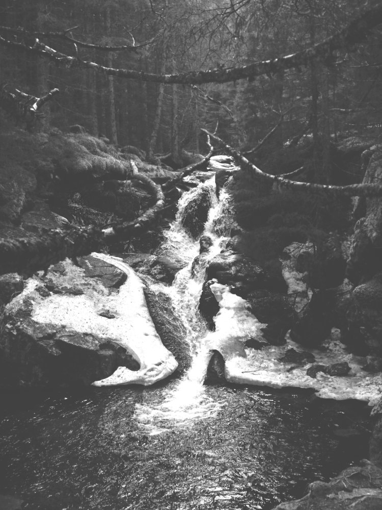 forest waterfall in black and white
