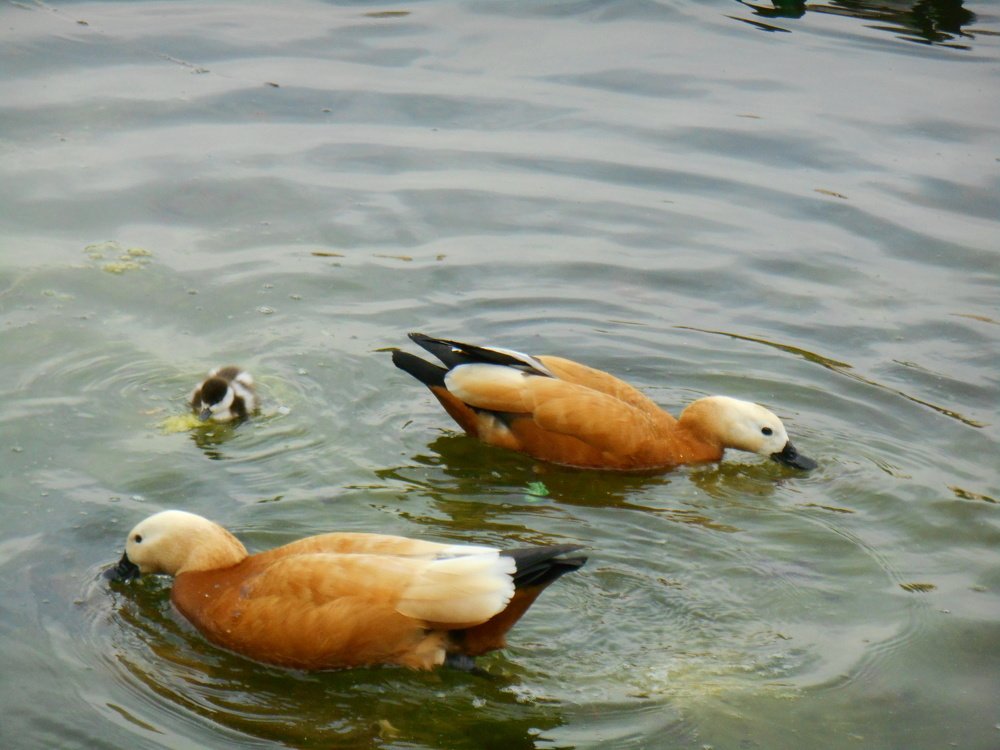 Инь и Янь... И ещё кое-кто.)