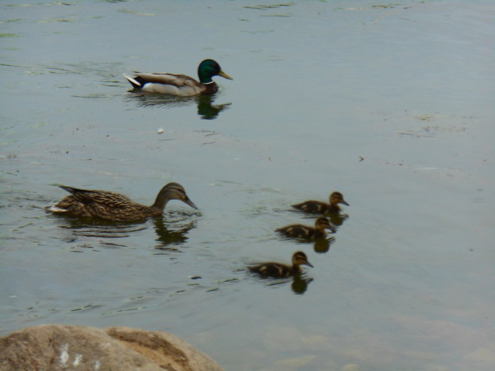 Подрастающая свита.