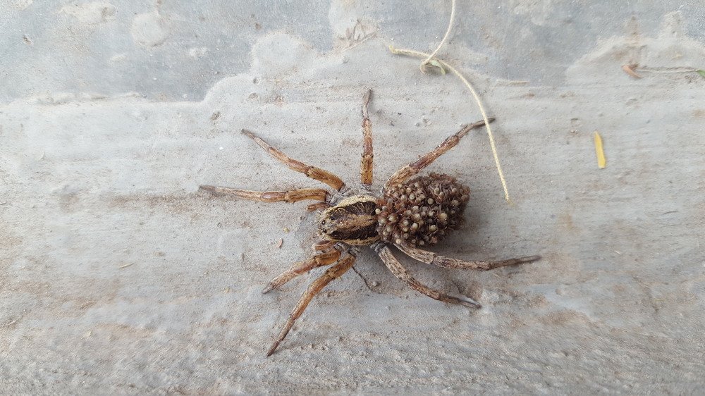 Spider