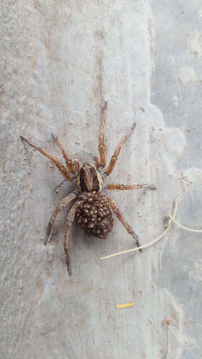 Spider