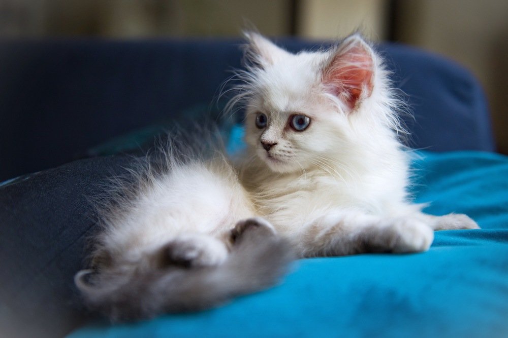 Pretty Himalayan kitty