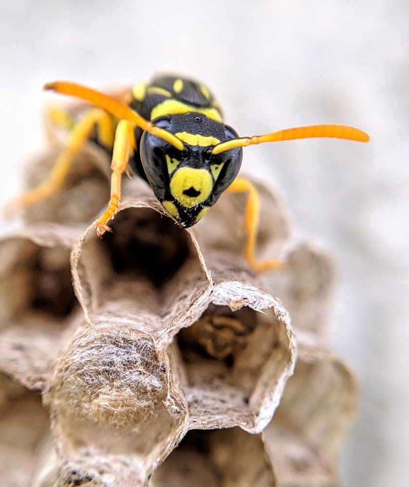 Wasp Macro