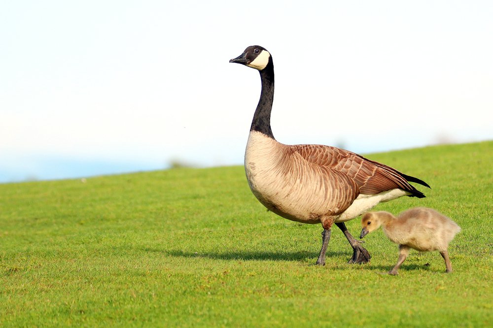 Canada goose