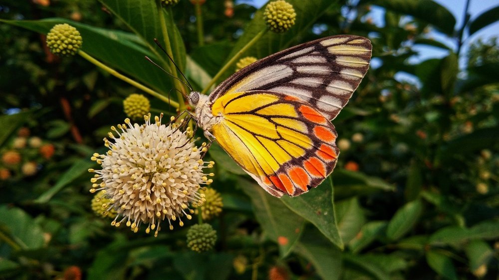 Butterfly on a flower