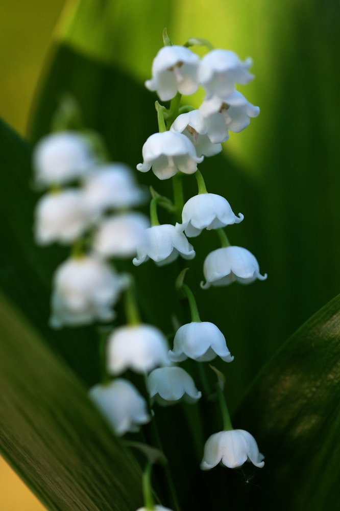 Ландыш майский