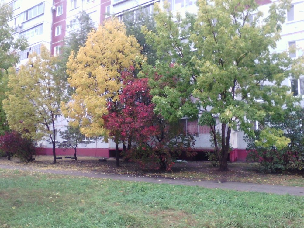 Цвета осени.