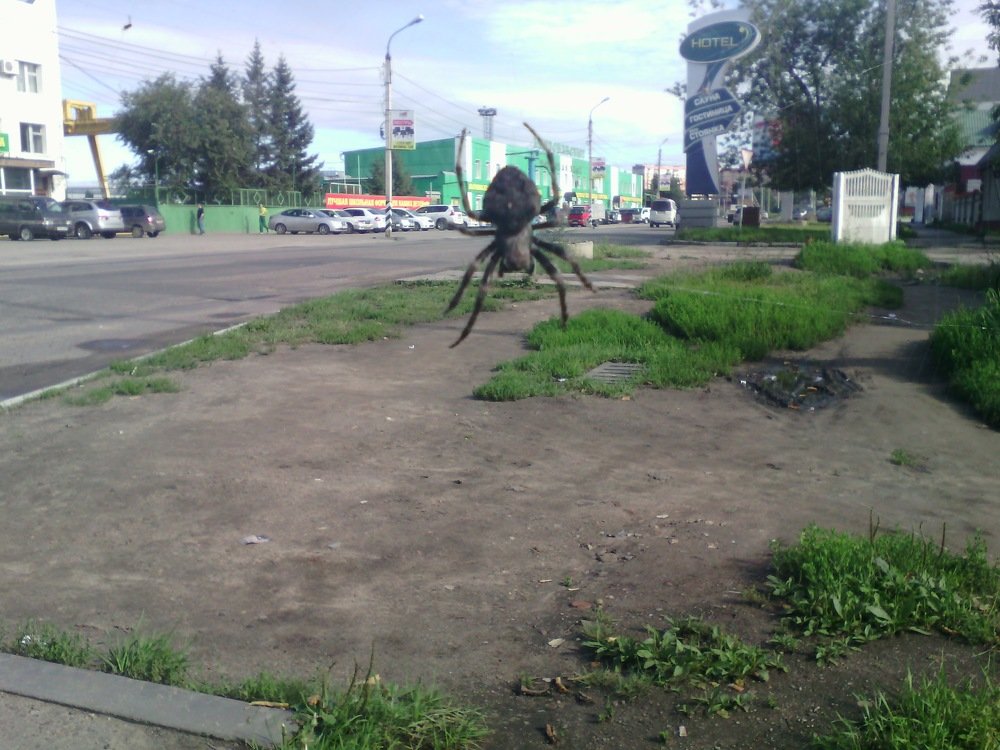 Spider
