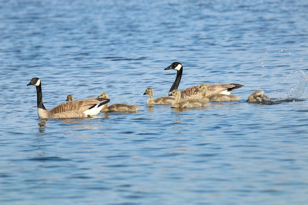 Canada goose