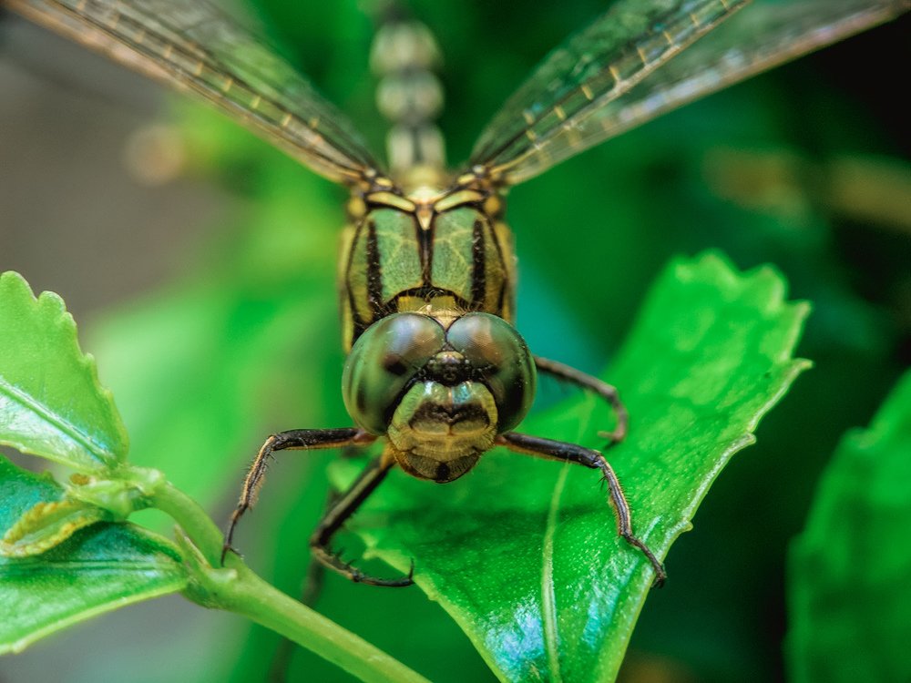 Dragonfly