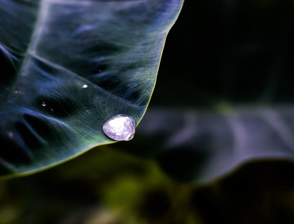 Dew Drop