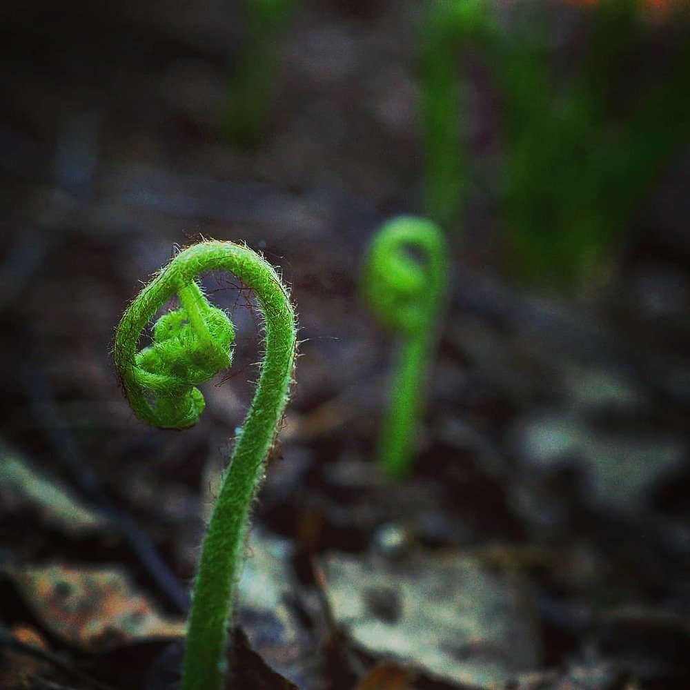 Рождение папоротника