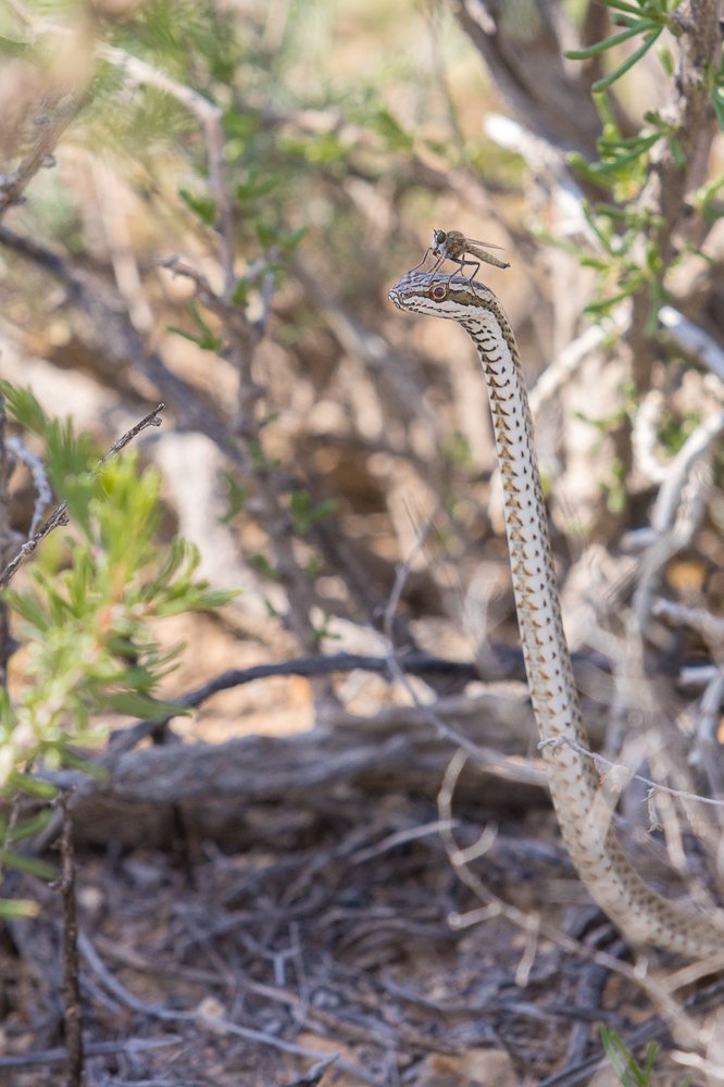 Полоз "под мухой"