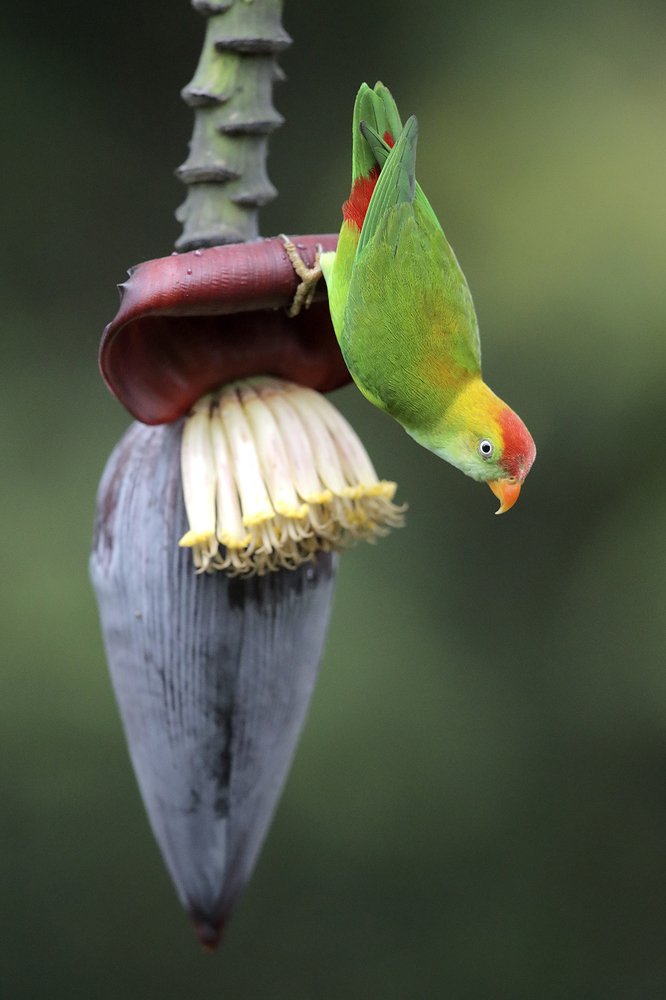 For the love of Nectar