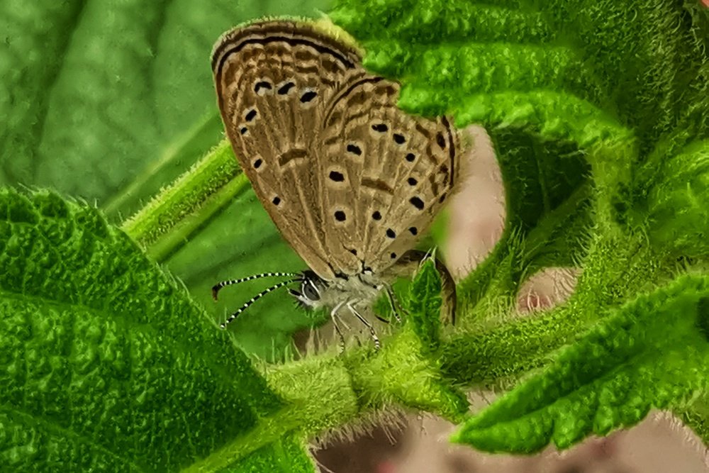 Photograph by Riwayadi Laming