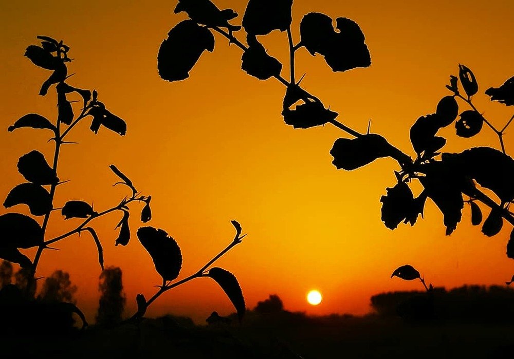 Sunset at Crops