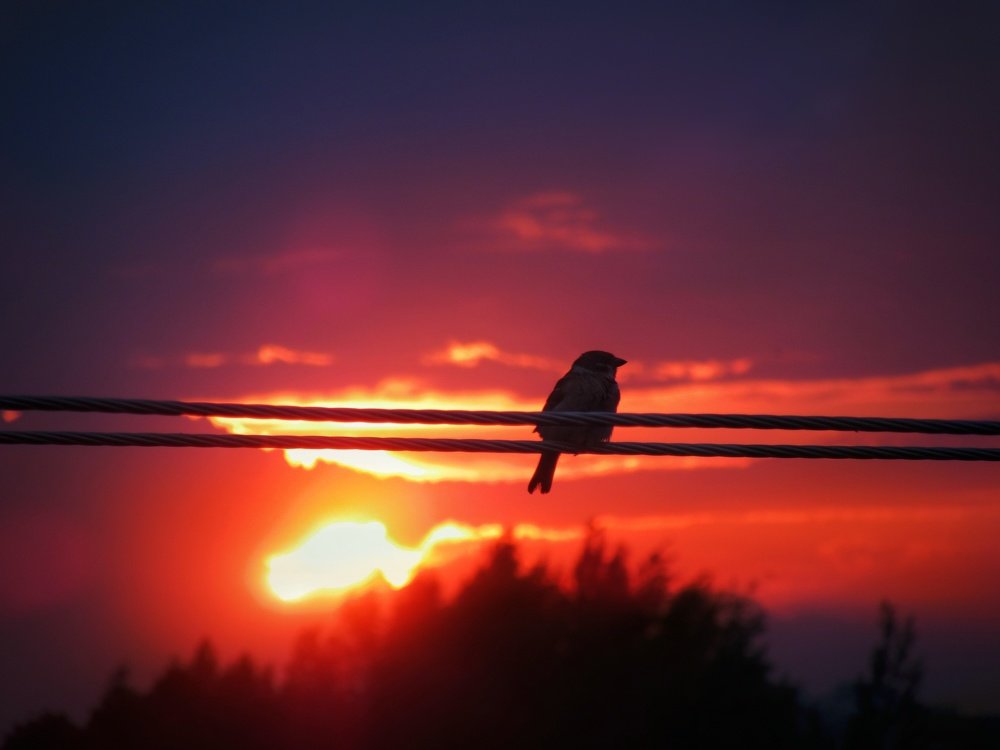 Вечерний гость