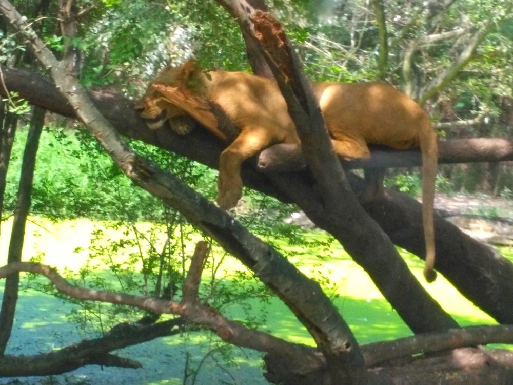 A Tiger lying on the tree